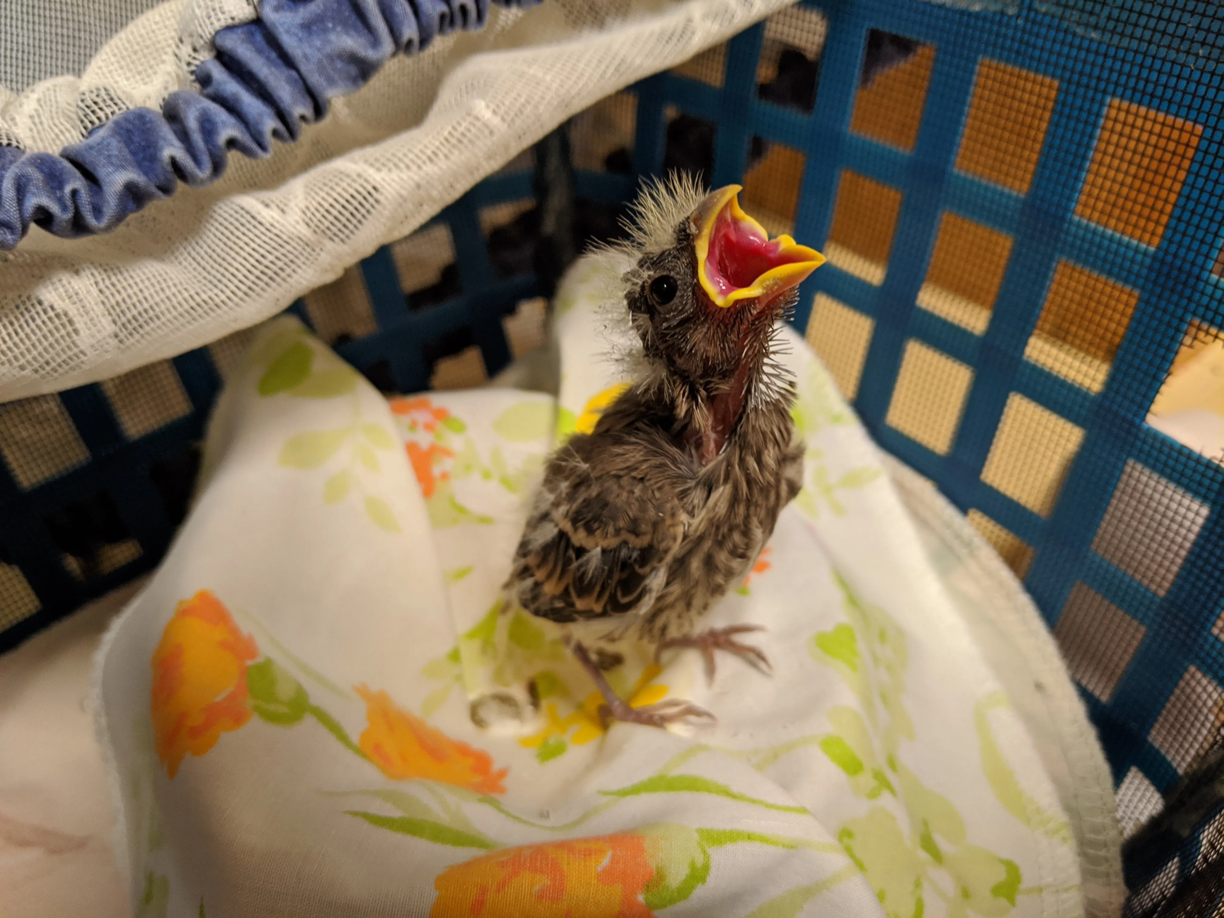 One week of care for a songbird at Wild ARC