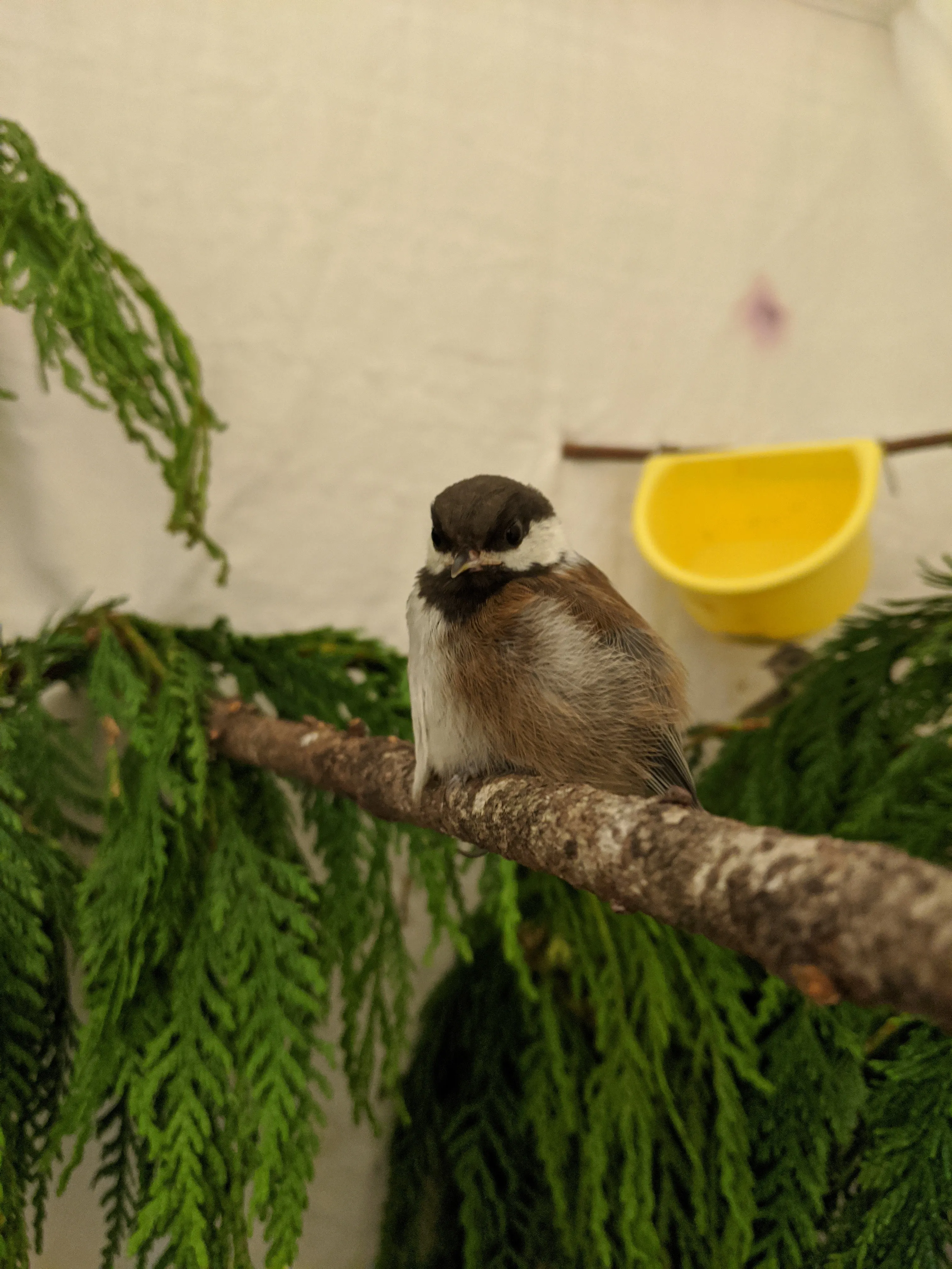 One week of care for a songbird at Wild ARC