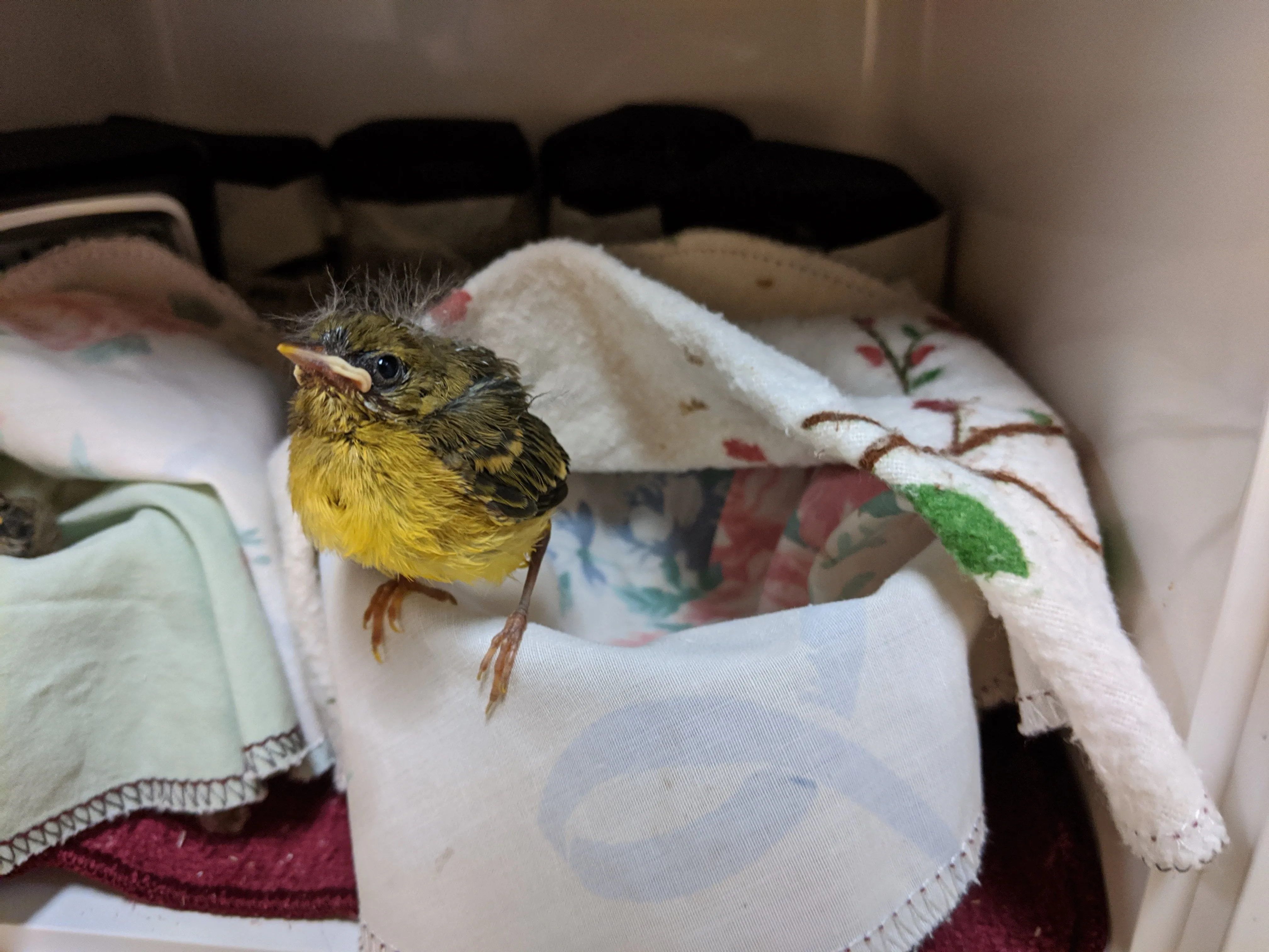 One week of care for a songbird at Wild ARC