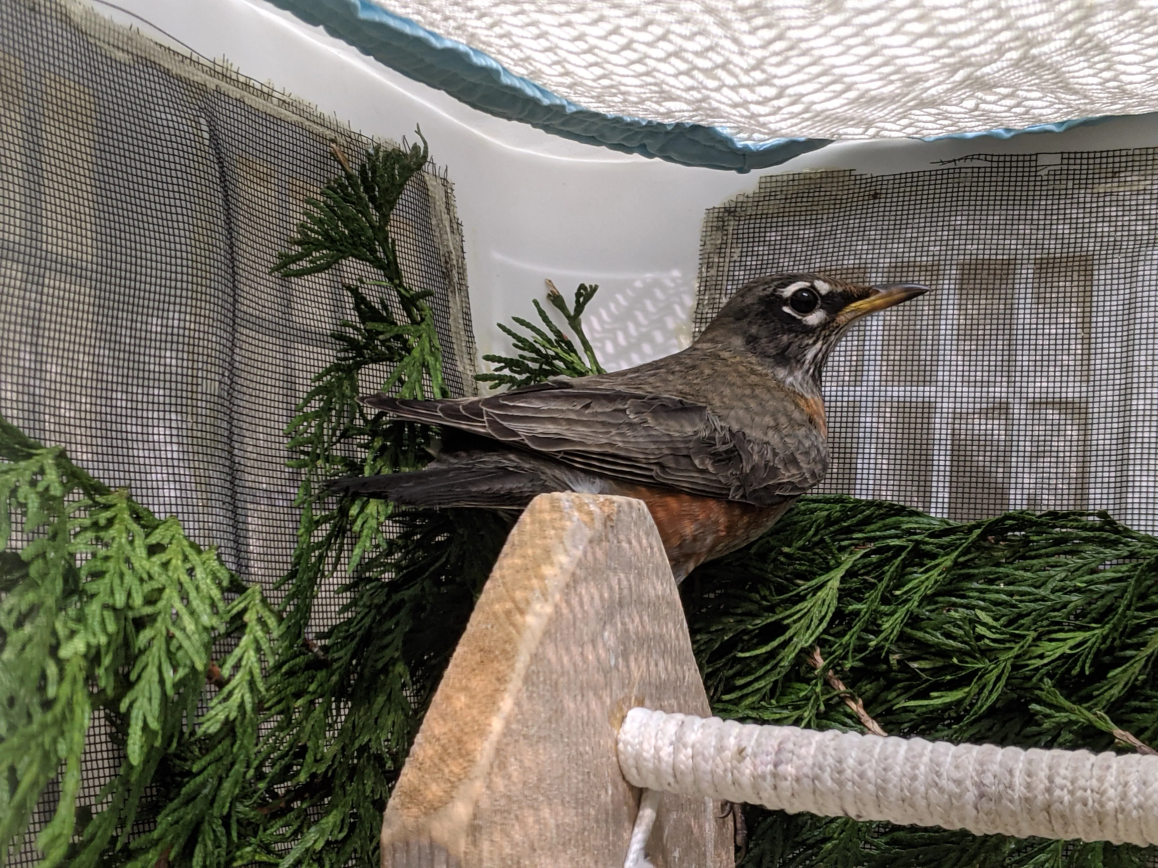 One week of care for a songbird at Wild ARC