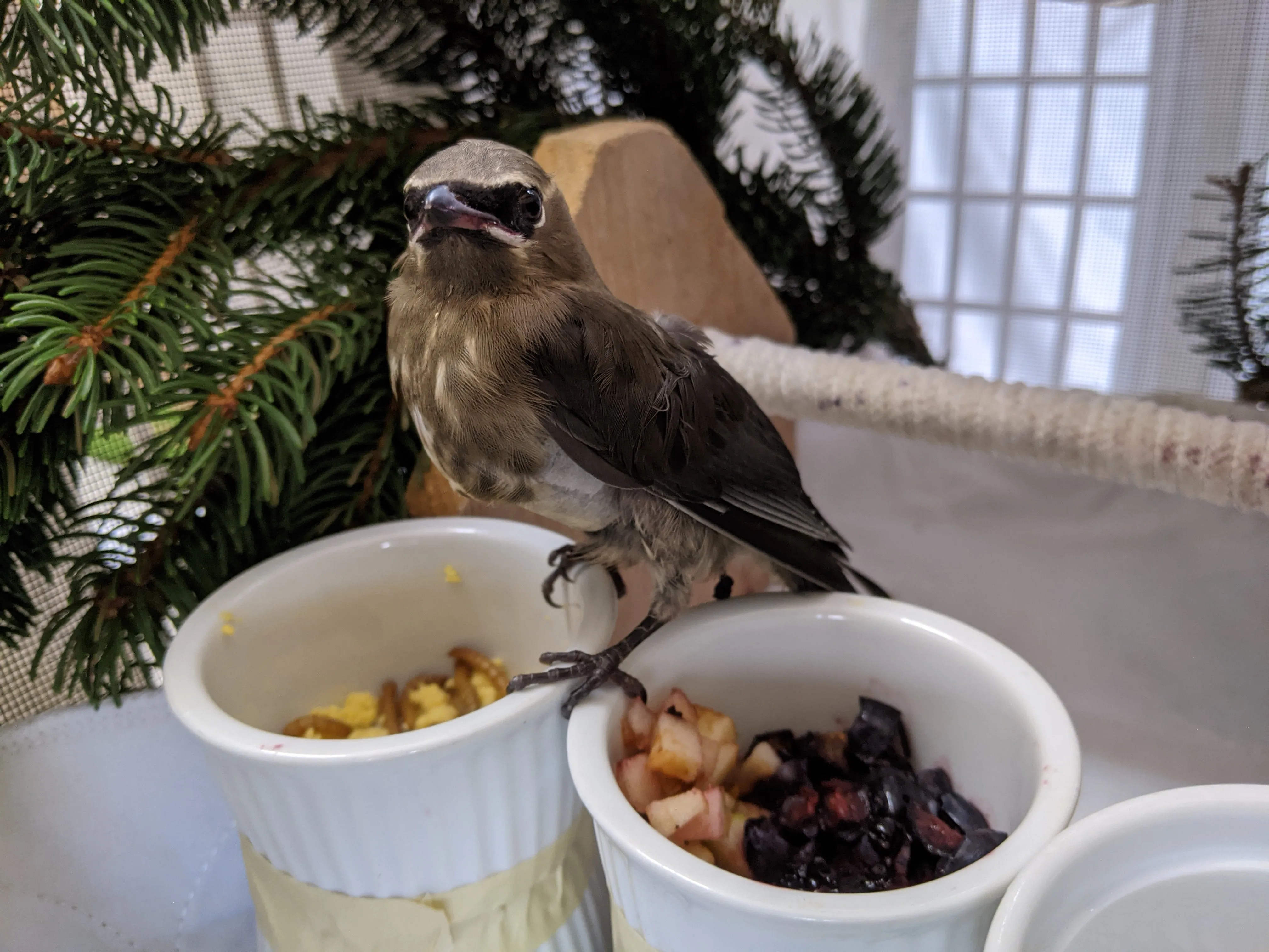 One week of care for a songbird at Wild ARC