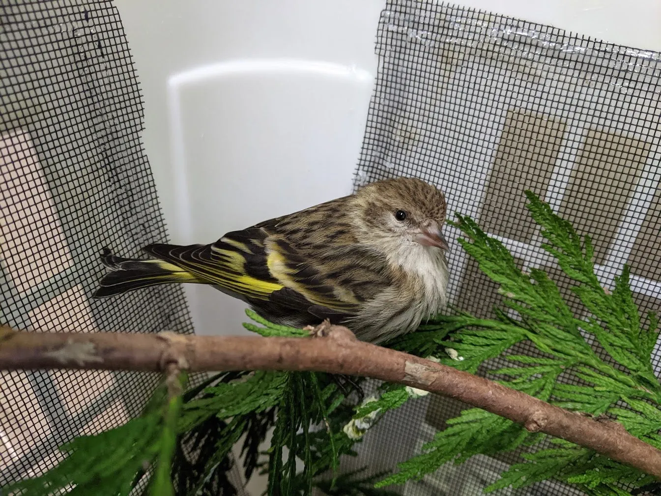 One week of care for a songbird at Wild ARC