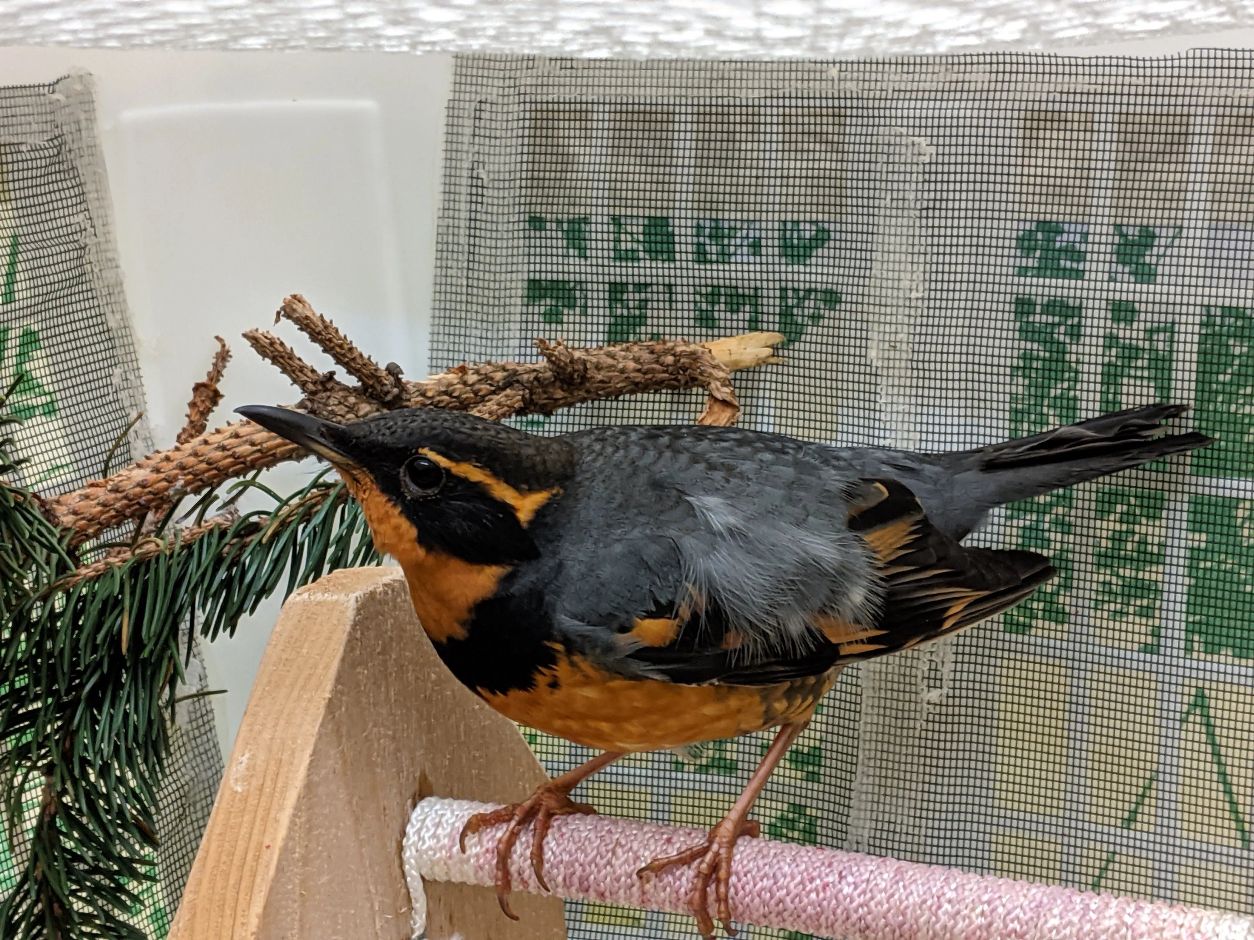 One week of care for a songbird at Wild ARC