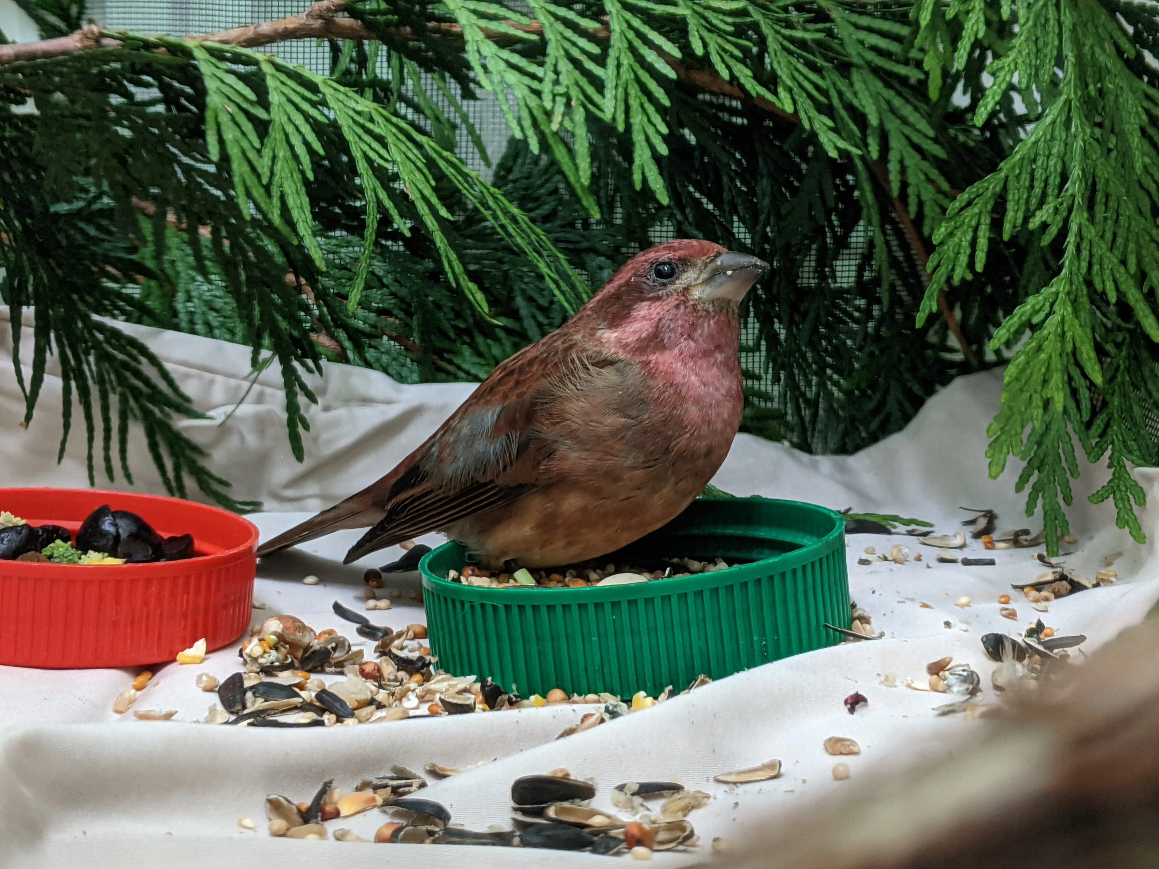 One week of care for a songbird at Wild ARC